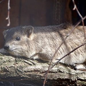Yellow-spotted rock hyrax (Heterohyrax brucei)