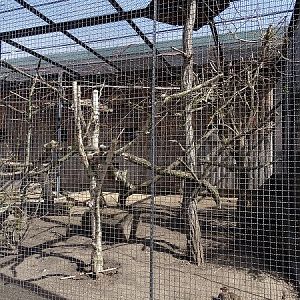Enclosure for Yellow-spotted rock hyrax, red-winged starling and yellow-necked francolin