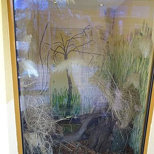 Small mammal house; hispid cotton rat enclosure (04/22)