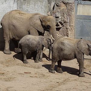 African elephant (Loxodonta africana) (04/22)
