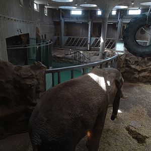 African elephant indoor enclosure (04/22)