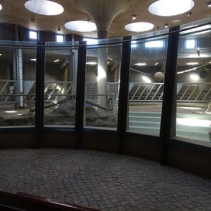 African elephant indoor enclosure (04/22)