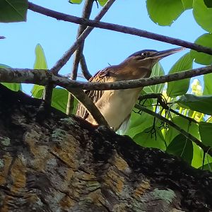 Mahé - Striated heron