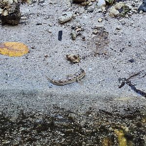 Mahé - Barred (?) Mudskipper