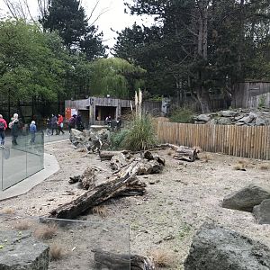 Meerkat enclosure