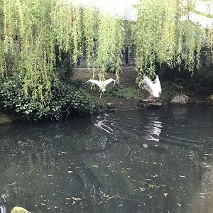 Pelicans on the move