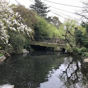 Baer’s pochard, white headed duck, black stork and eastern white pelican enclosure