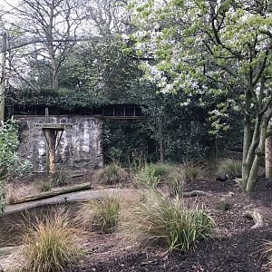 Waldrapp ibis enclosure