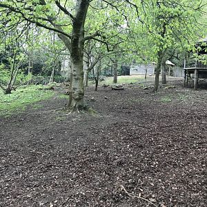 Red river hog enclosure