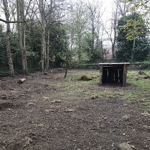 Red river hog enclosure (2)