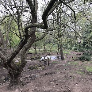 Red river hog enclosure (3)