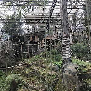 L’hoest’s guneon enclosure