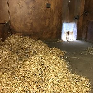 Red river hog indoors