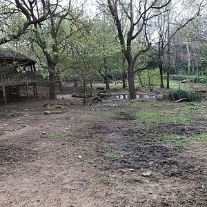 Red river hog enclosure (4)