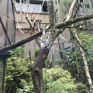 Yellow breasted capuchin enclosure
