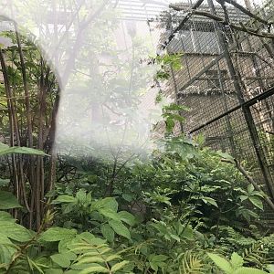 Yellow breasted capuchin enclosure (2)