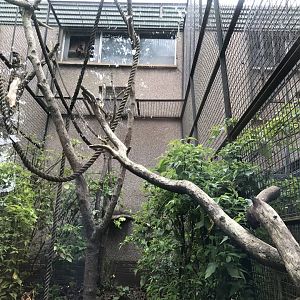 Yellow breasted capuchin enclosure (3)