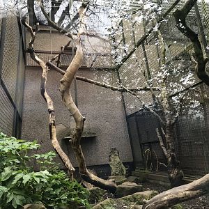 Diana monkey enclosure