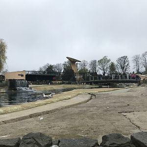 Gentoo and king penguin enclosure