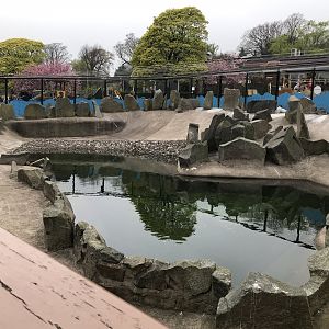 Rockhopper penguin enclosure