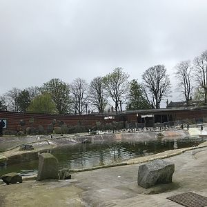 Gentoo and king penguin enclosure