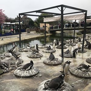 Gentoo and king penguin enclosure (3)