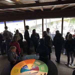 Penguin viewing area