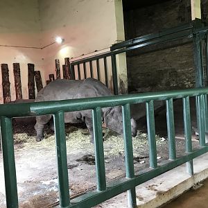 Indian rhino indoors