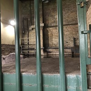 Indian rhino indoor heated pool