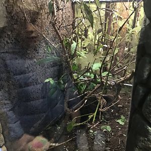Jungle nymph enclosure