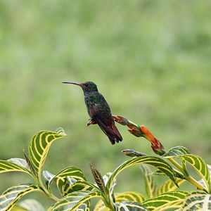 Rufous-tailed Hummingbird