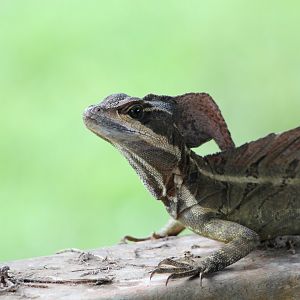 Common Basilisk