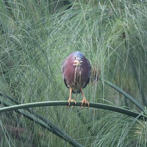 Green Heron