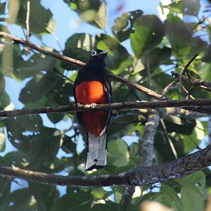 Baird's Trogon