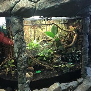 Green mantella and phantasmal poison dart frog enclosure