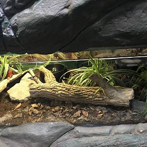 Corn snake enclosure