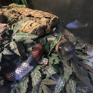 Milk snake
