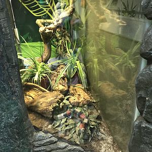 Milk snake enclosure