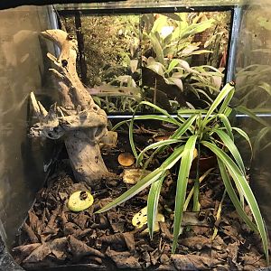 Sun beetle enclosure