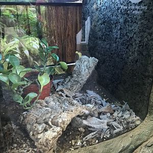 Chilean rose tarantula enclosure