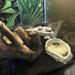 Land hermit crab enclosure