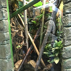 Tree gecko enclosure