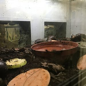 Giant african land snail and african millipede enclosure