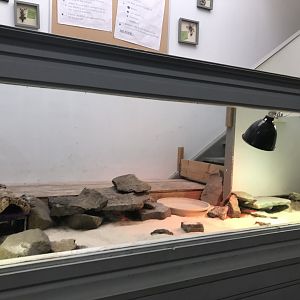 Pancake tortoise enclosure