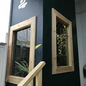 New Taiwan beauty snake enclosure