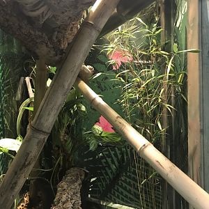 Taiwan beauty snake enclosure