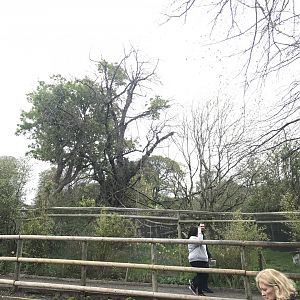 Crowned lemur enclosure