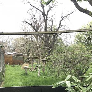 Crowned lemur enclosure (2)