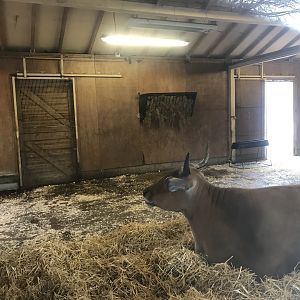 Banteng indoors