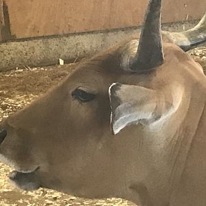 Banteng female